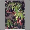 orch11.html