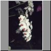 orch9.html